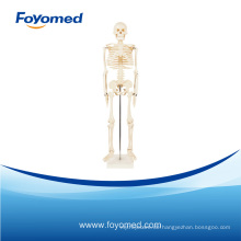 Importiertes PVC menschliches Skelettmodell